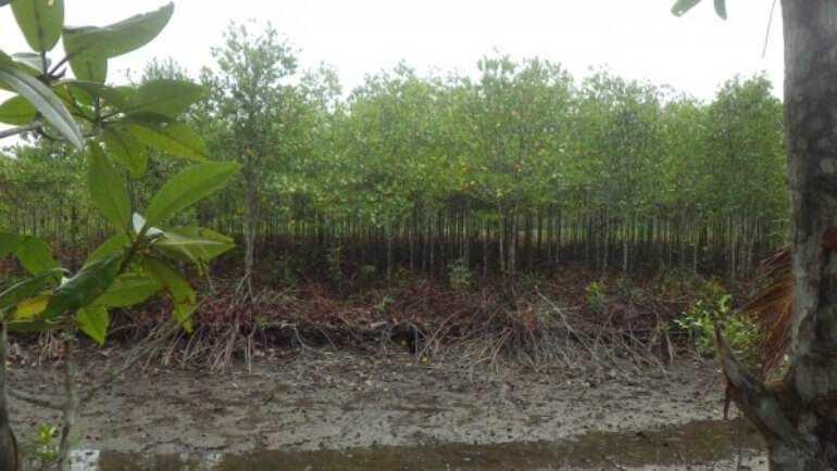 マングローブの森の写真