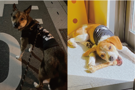 愛犬との暮らし