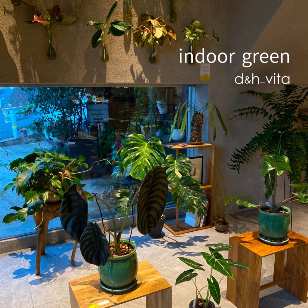 indoor green｜珈琲と暮らし「d&h_vita」