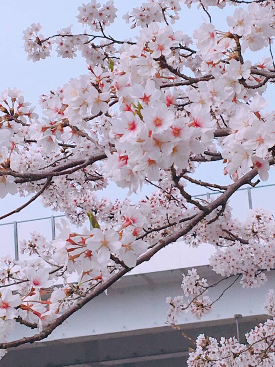 春の訪れとともに増えるご相談について