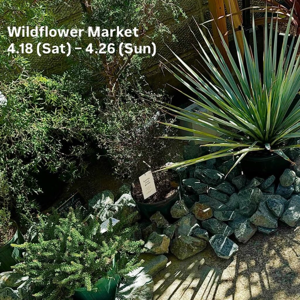 Wild Flower MARKET Vol.2｜珈琲と暮らし「d&h_vita」